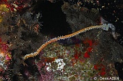Stichopathes lutkeni corail fil de fer blanc-Cap Vert Ilot aux oiseaux-25m-20150406-Denis-ADER-DSC_9494_tn